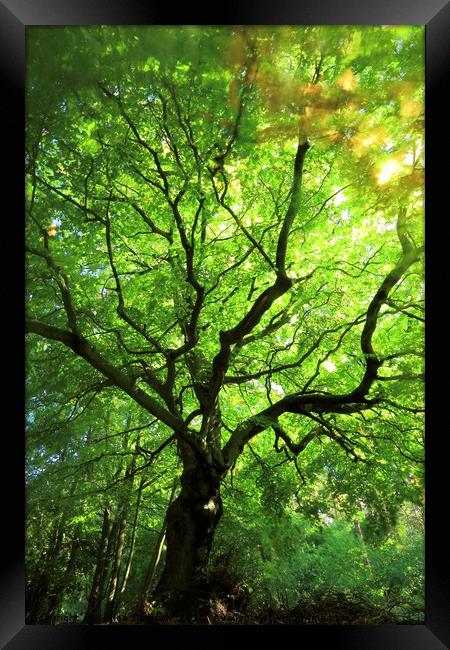 Cotswold Beech Framed Print by Simon Johnson