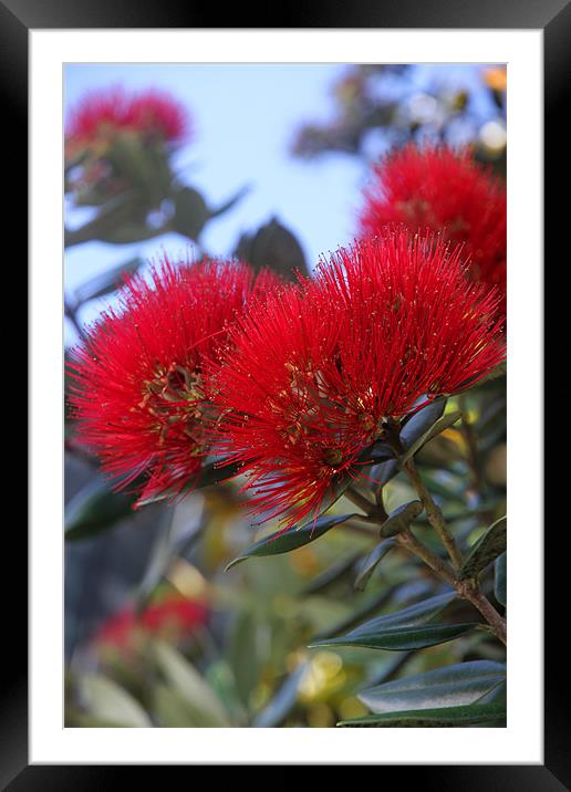 Flower of the Pohutukawa Tree Framed Mounted Print by Gill Allcock