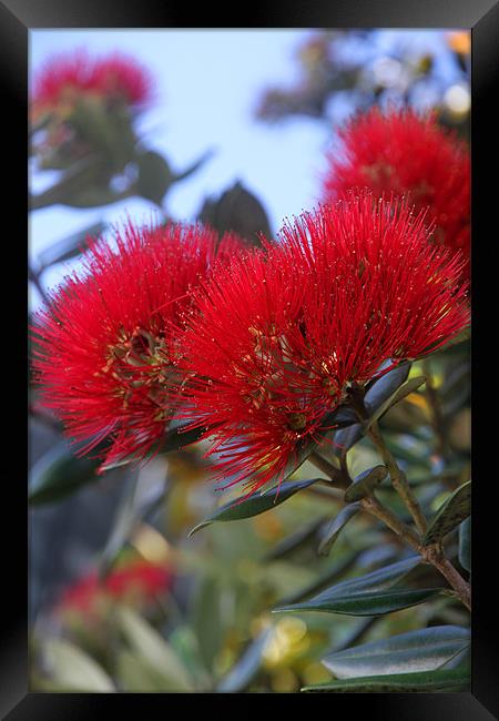 Flower of the Pohutukawa Tree Framed Print by Gill Allcock