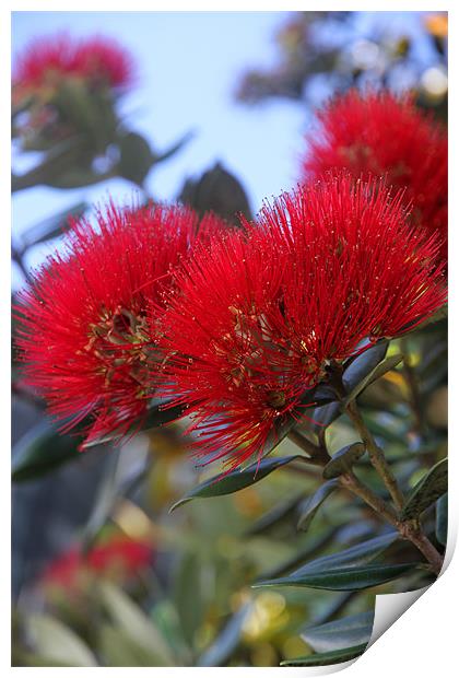 Flower of the Pohutukawa Tree Print by Gill Allcock