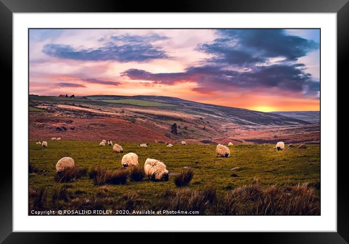 "Grazing Sheep" Framed Mounted Print by ROS RIDLEY