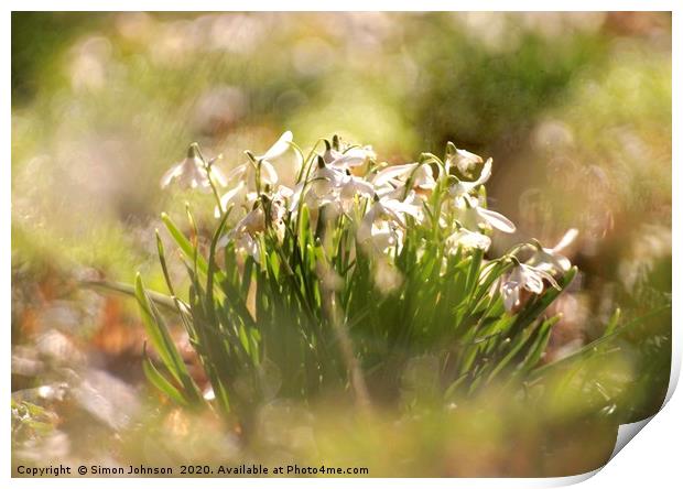 Cotswold Snowdrops Print by Simon Johnson