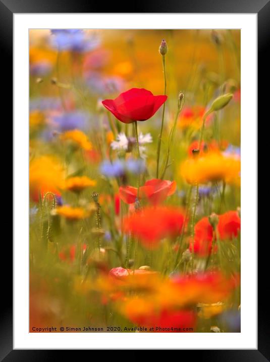 Poppy and summer meadow flowers Framed Mounted Print by Simon Johnson
