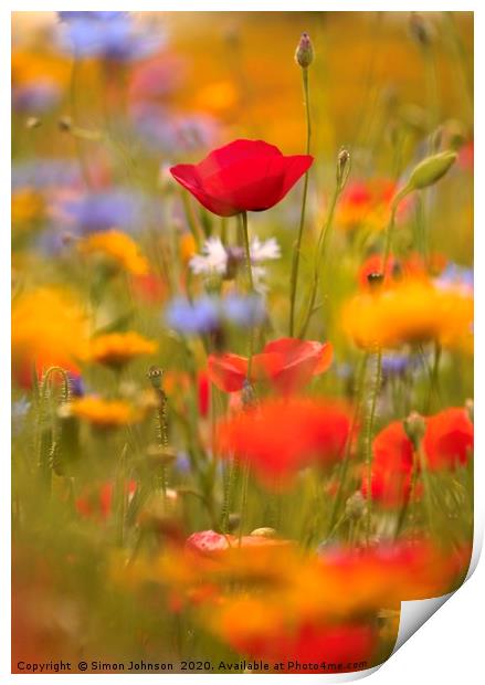 Poppy and summer meadow flowers Print by Simon Johnson