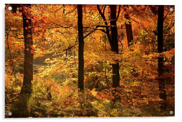 Autumn Woodland Cotswolds Acrylic by Simon Johnson