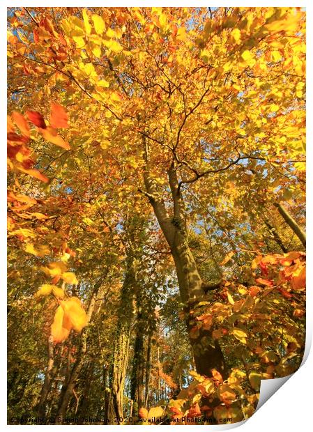 Autumn tree Print by Simon Johnson
