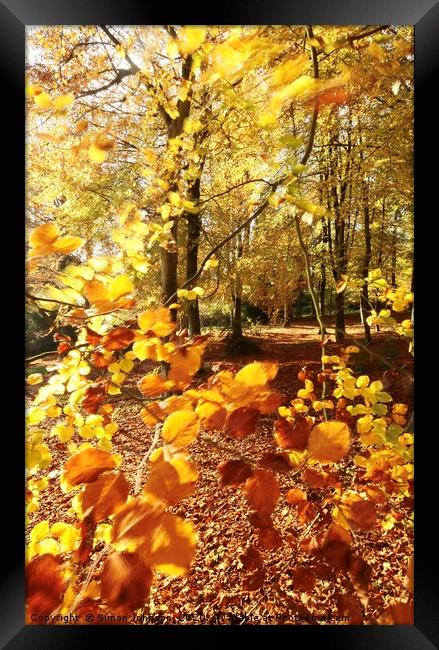 Autumn Beech wood Framed Print by Simon Johnson