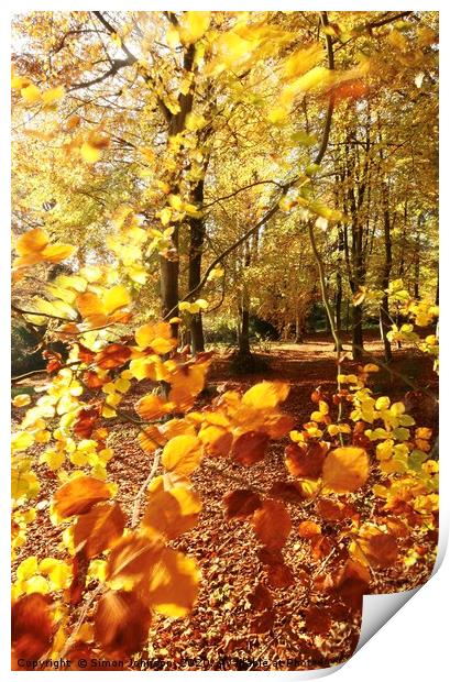 Autumn Beech wood Print by Simon Johnson