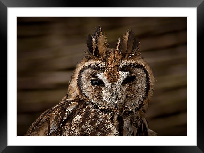 Long Eared Owl Framed Mounted Print by Keith Thorburn EFIAP/b