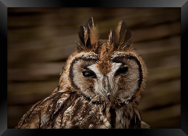 Long Eared Owl Framed Print by Keith Thorburn EFIAP/b