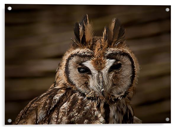 Long Eared Owl Acrylic by Keith Thorburn EFIAP/b