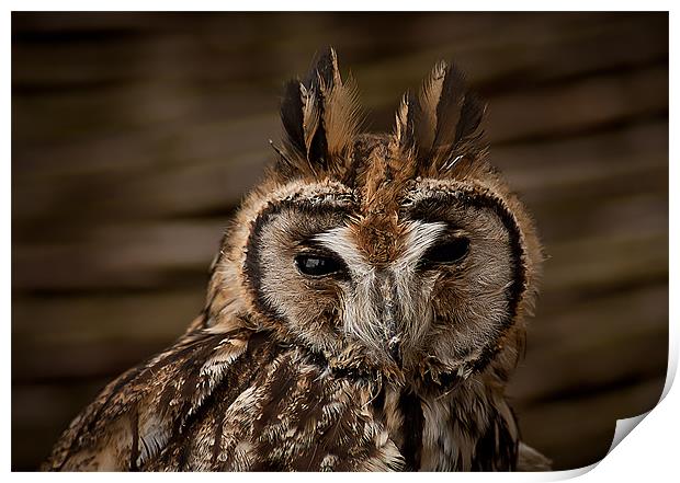 Long Eared Owl Print by Keith Thorburn EFIAP/b