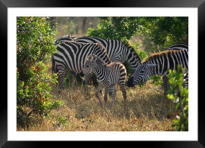 Baby zebra & more stripes Framed Mounted Print by Chris Turner