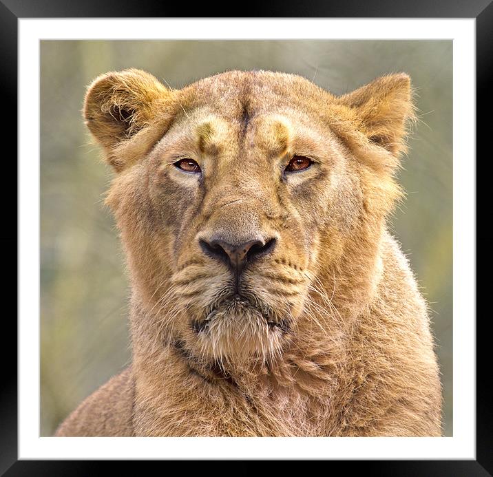 Lioness Framed Mounted Print by Mike Gorton