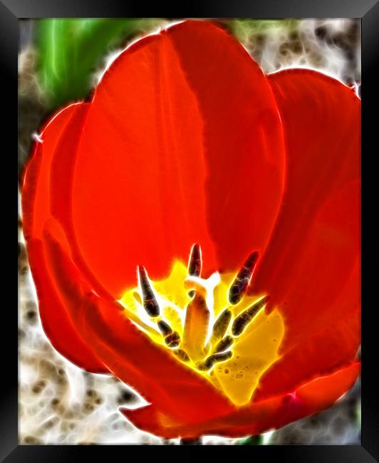 Tulip Fractals Framed Print by David French