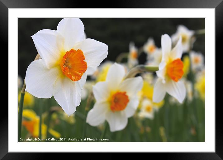 Daffodils Framed Mounted Print by Danny Callcut