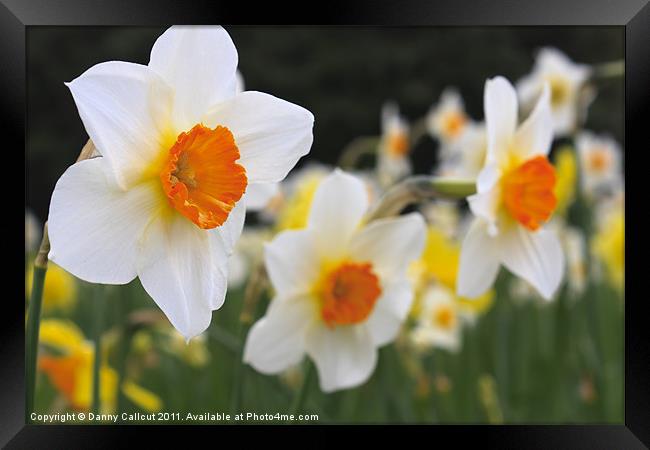 Daffodils Framed Print by Danny Callcut