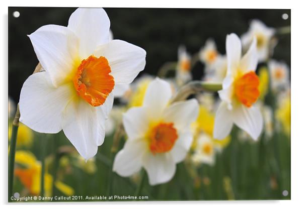 Daffodils Acrylic by Danny Callcut