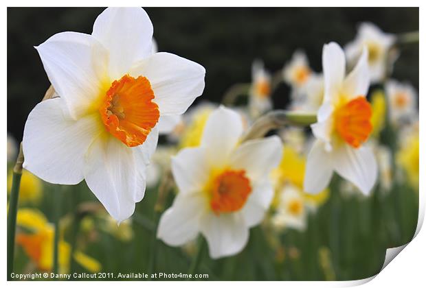 Daffodils Print by Danny Callcut