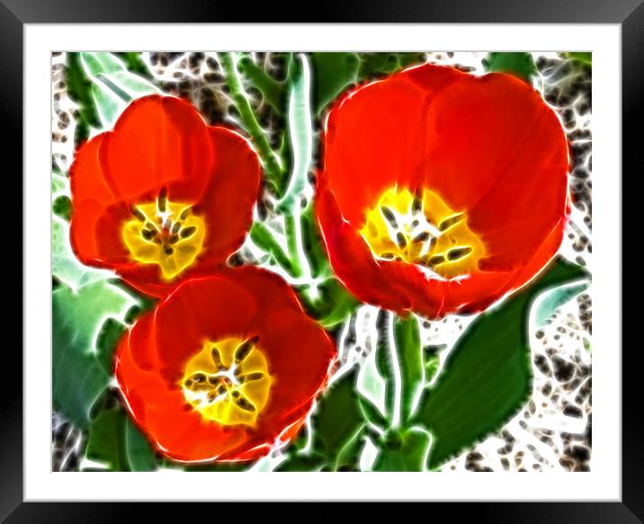 Tulip Fractals Framed Mounted Print by David French