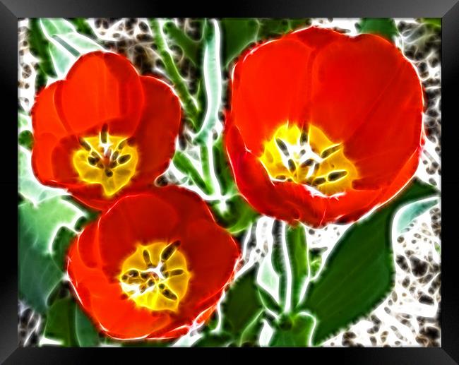 Tulip Fractals Framed Print by David French