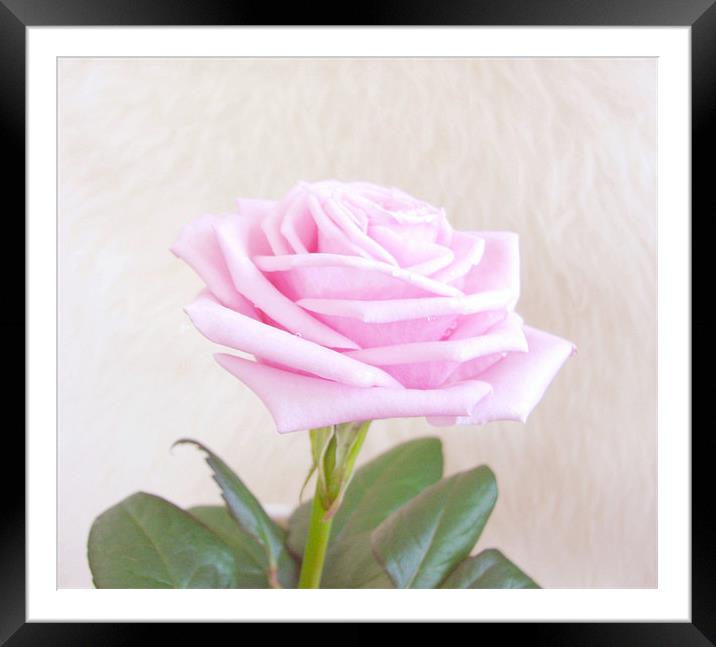 Pink Elegance Rose. Framed Mounted Print by paulette hurley