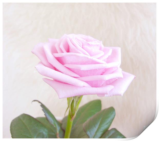 Pink Elegance Rose. Print by paulette hurley