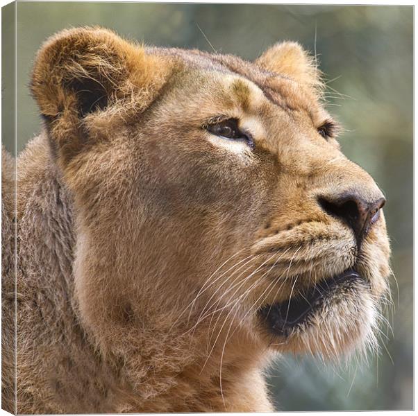 Lioness head close up Canvas Print by Mike Gorton