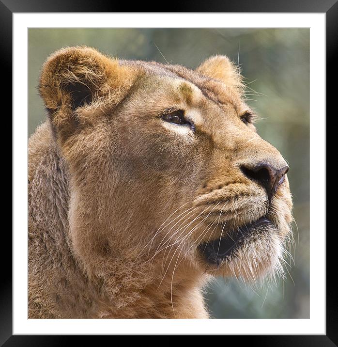 Lioness head close up Framed Mounted Print by Mike Gorton