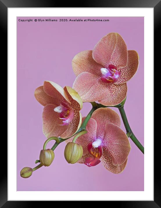 Salmon pink orchid flowers Framed Mounted Print by Glyn Williams
