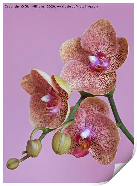Salmon pink orchid flowers Print by Glyn Williams