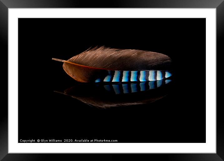 Jay Feather Framed Mounted Print by Glyn Williams