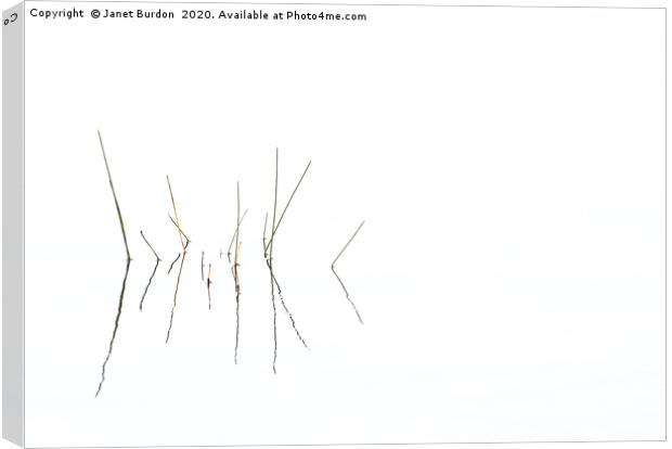 Reeds Canvas Print by Janet Burdon