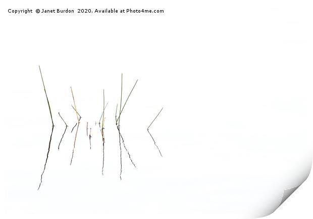 Reeds Print by Janet Burdon