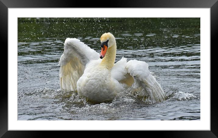 Mute Swan Taking a Bath Framed Mounted Print by Derrick Fox Lomax
