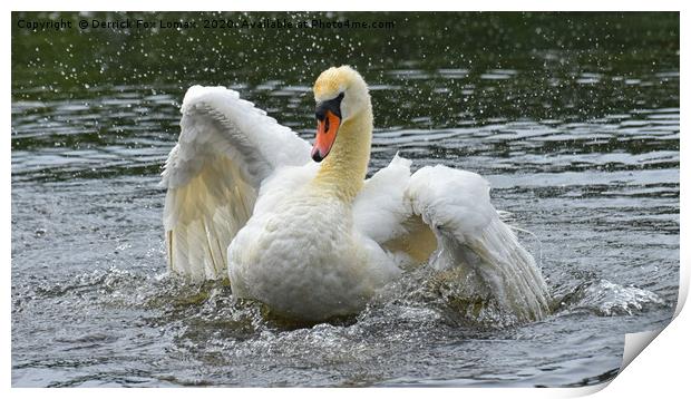 Mute Swan Taking a Bath Print by Derrick Fox Lomax