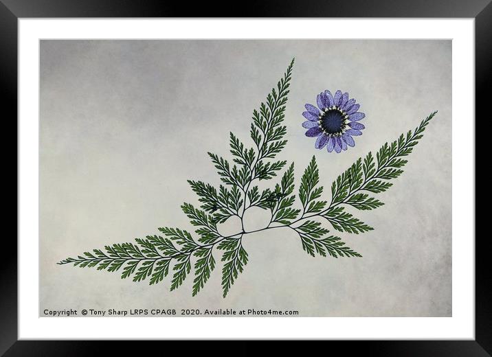 FLOWER AND FERNS 2 Framed Mounted Print by Tony Sharp LRPS CPAGB