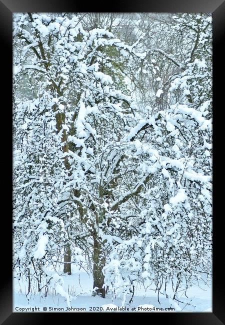 Snow clad tree Framed Print by Simon Johnson