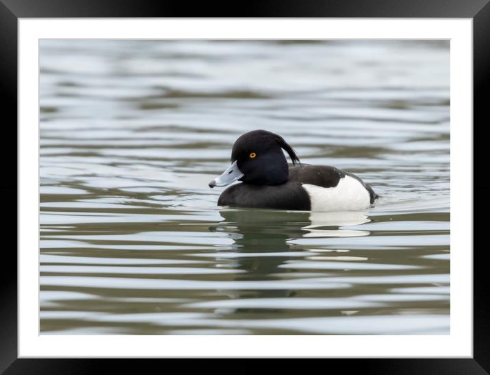 Tufted Duck Framed Mounted Print by Jonathan Thirkell