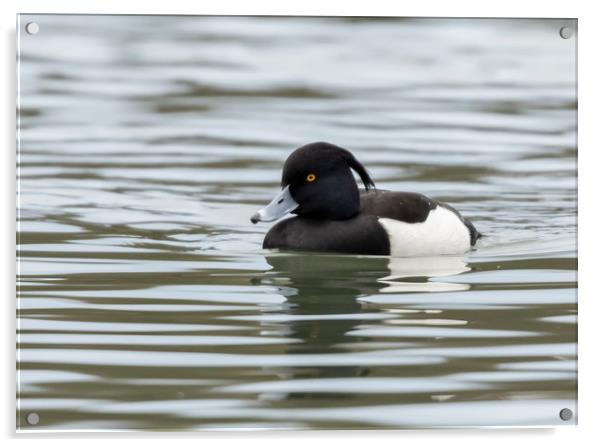 Tufted Duck Acrylic by Jonathan Thirkell