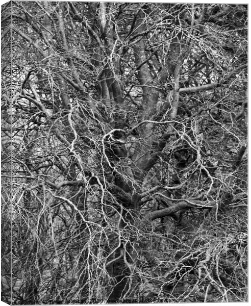 Branches Canvas Print by Simon Johnson