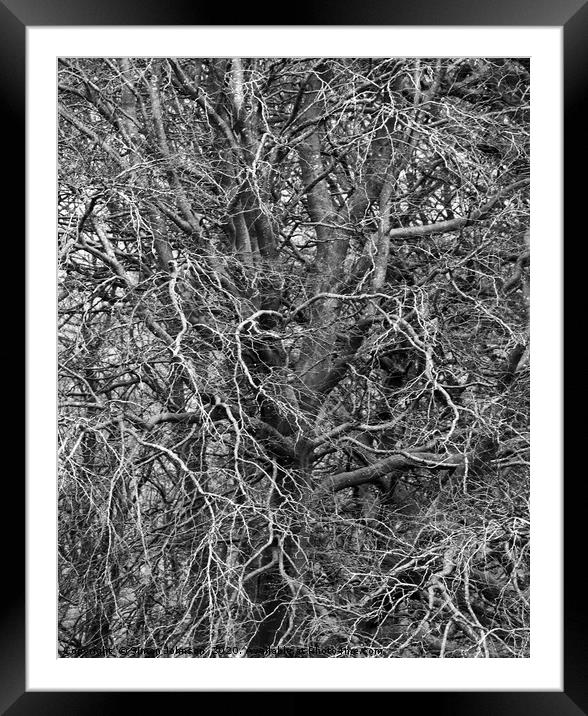 Branches Framed Mounted Print by Simon Johnson