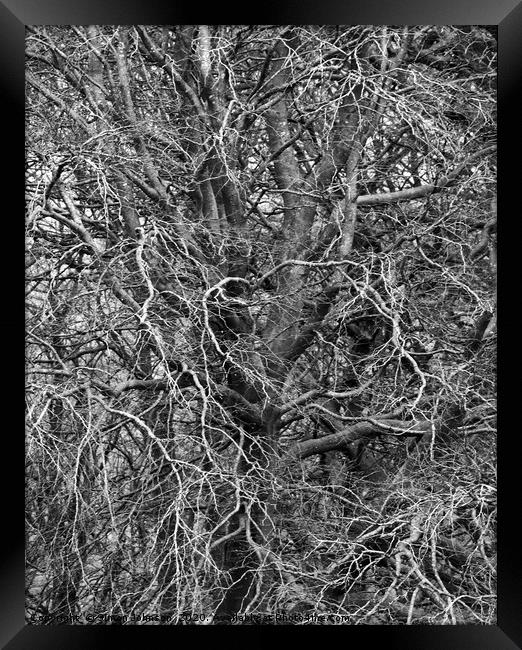 Branches Framed Print by Simon Johnson