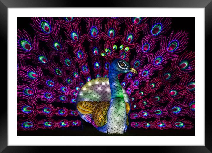 Pretty peacock lantern Framed Mounted Print by Jason Wells