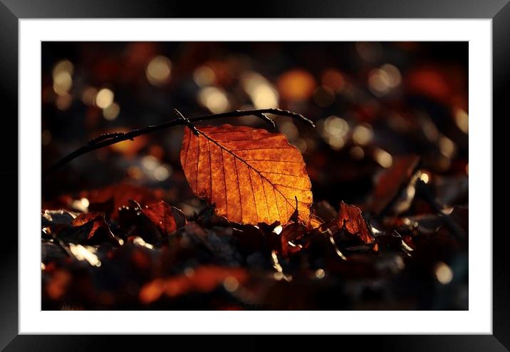 sunlit leaf Framed Mounted Print by Simon Johnson