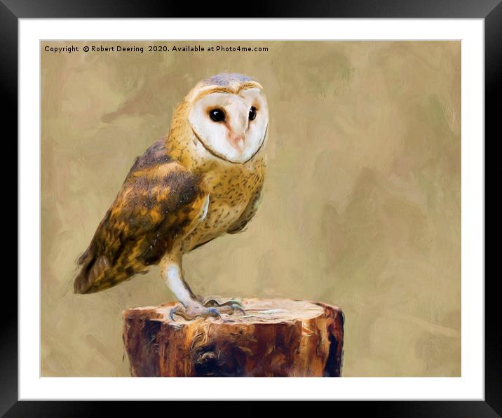 Barn owl on tree stump Framed Mounted Print by Robert Deering