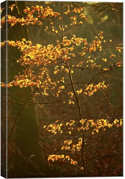 Sunlit Autumn leaves Canvas Print by Simon Johnson