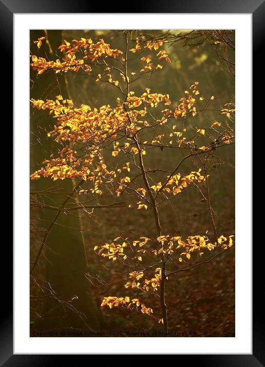 Sunlit Autumn leaves Framed Mounted Print by Simon Johnson