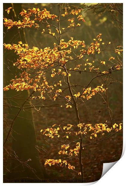 Sunlit Autumn leaves Print by Simon Johnson
