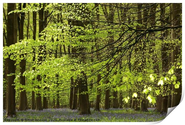 Spring Woodland Print by Simon Johnson